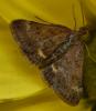 Pyrausta despicata